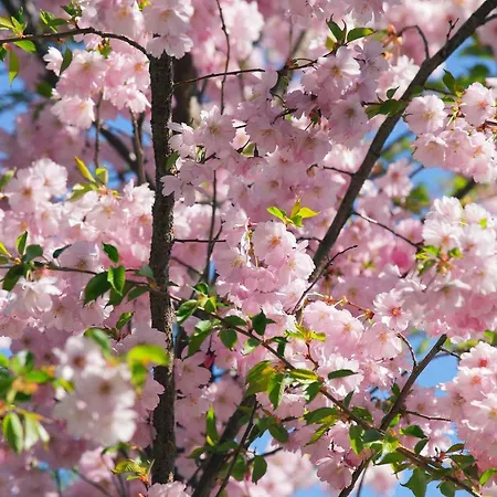 דירה Sakura *